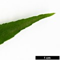 SpeciesSub: var. quinquecornutus
